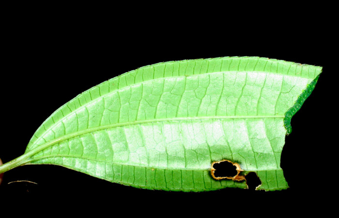 Fig.8. Larva de <i>Meragisa marcata</i>. Voucher: Vista lateral. 09-SRNP-36093-DHJ456551.jpg. 19mm de longitud.
