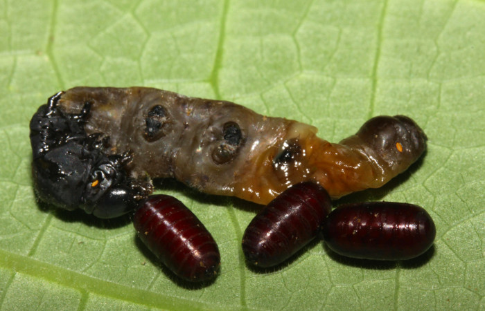 Fig.9. Parásitos de <i>Meragisa marcata</i>. Voucher: 14-SRNP-30867-DHJ721019.jpg. 6mm de longitud. 3 Puparios de la familia Tachinidae.