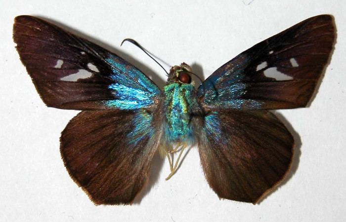 Fig. 14. Adulto macho de <i>Thracides phidon</i> (Hesperiidae), parte dorsal. Voucher 00-SRNP-12419-DHJ39620.jpg.