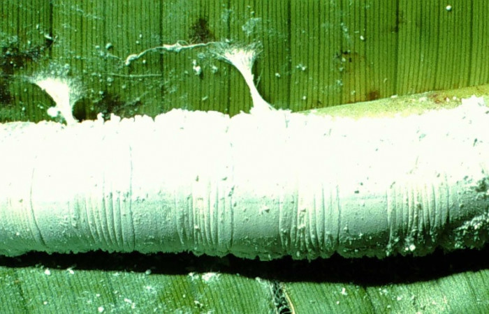 Fig.2. Vista dorsal de <i>Thracides phidon</i> (Hesperiidae),en su planta hospedera <i>Heliconia irrasa</i> (Heliconiaceae). Voucher 01-SRNP-2400-DHJ58145.jpg.