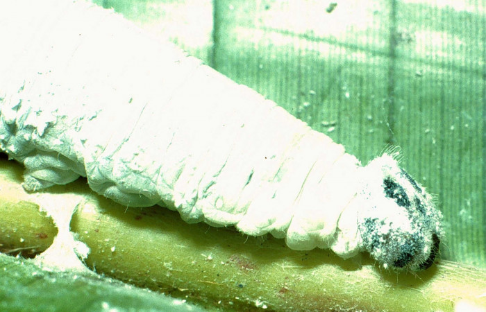 Fig. 3. Vista lateral del tórax y cabeza con polvo blanco y pelos de <i>Thracides phidon</i> (Hesperiidae), en su planta hospedera <i>Heliconia irrasa</i> (Heliconiaceae). Voucher 01-SRNP-2400-DHJ58147.jpg.