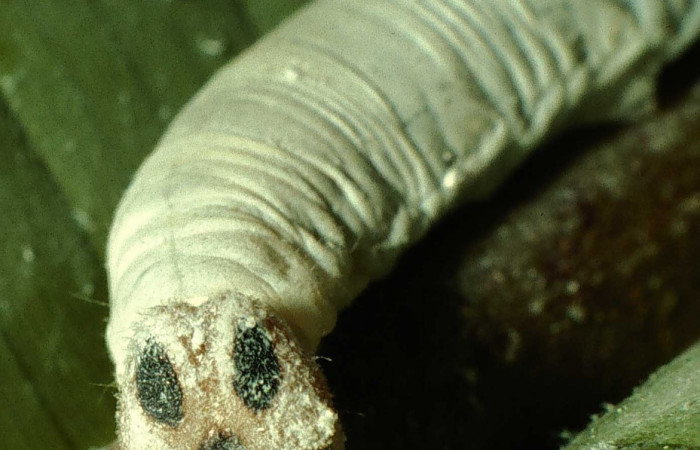 Fig. 4. Larva de <i>Thracides phidon</i> (Hesperiidae), vista de cabeza con puntos negros simulando ojos falsos. Voucher: 01-SRNP-4824-DHJ58283.jpg.