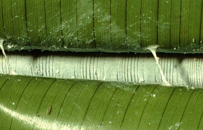 Fig. 5. Larva de <i>Thracides phidon</i> (Hesperiidae), casa donde el se protege de depredadores. Voucher 01-SRNP-4824-DHJ58290.jpg