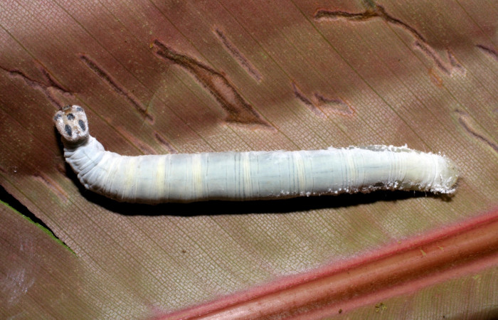 Fig. 6. Larva de <i>Thracides phidon</i> (Hesperiidae),dorsal entero. Voucher 06- SRNP-21519-DHJ411874.jpg.