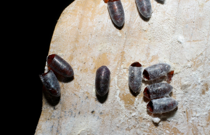 Fig. 18. Puparios eclosionados de <i>Sphaerina</i> Wood03 (Tachinidae), parásitos de <i>Thracides phidon</i> (Hesperiidae). Voucher: 06- SRNP-41544-DHJ425486.jpg.