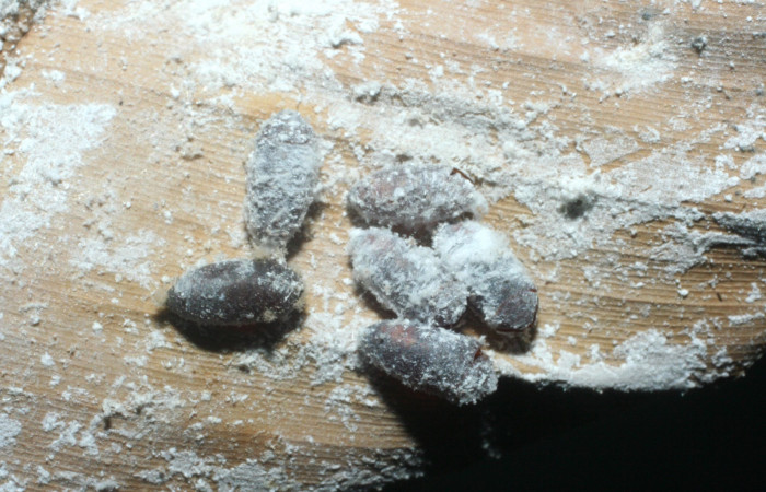 Fig. 17. Puparios de <i>Sphaerina</i> Wood03. (Tachinidae), parásitos de <i>Thracides phidon</i> (Hesperiidae). Voucher: 08-SRNP-65397- DHJ462684.JPG.