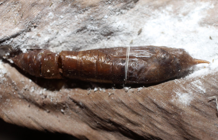 Fig. 16. Pupa de <i>Thracides phidon</i> (Hesperiidae), de donde salieron parásitos de <i>Houghia matarritai</i> (Tachinidae). Voucher: 12-SRNP-41393- DHJ498827.JPG.