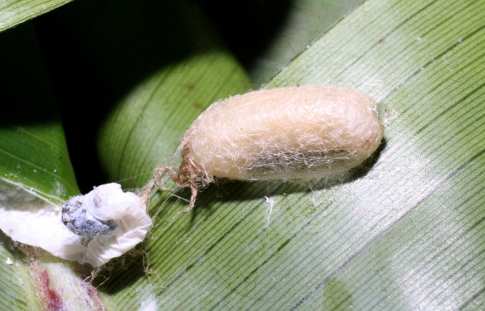 Fig. 20. Restos de larva de <i>Thracides phidon</i> (Hesperiidae) muerta junto a capullo de la familia (Ichneumonidae), (parásito). Voucher: 16- SRNP-20342-DHJ710467.jpg.