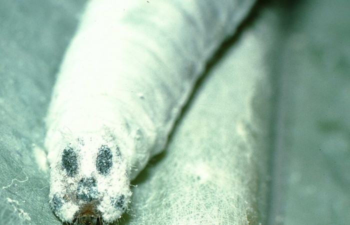 Fig. 7. Larva de <i>Thracides phidon</i> (Hesperiidae) se muestra la cabeza llena de polvo para mimetisarse. Voucher 95-SRNP-7566- DHJ24740.jpg.