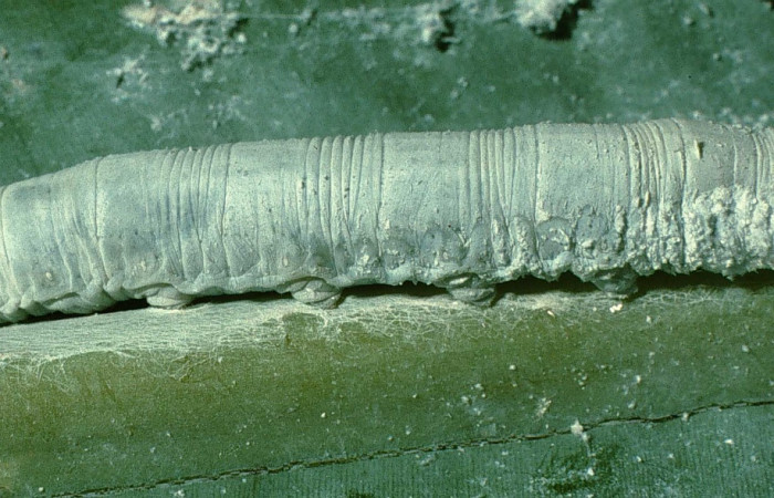 Fig. 8. Larva de <i>Thracides phidon</i> (Hesperiidae), lateral entero, llena de polvo para mimetizarse y pelos. Voucher: 95-SRNP-7566-DHJ24744.jpg