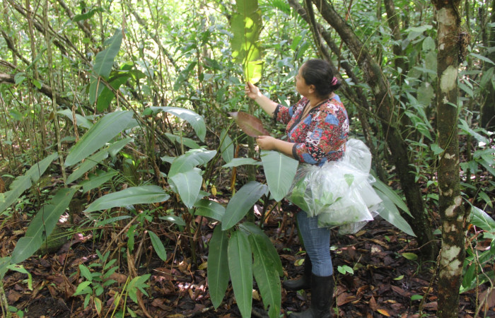 Fig. 22 Planta hospedera <i>Heliconia irrasa</i> (Heliconiaceae), de <i>Thracides phidon</i> (Hesperiidae), y la Parataxónoma Brigitte Vilchez buscando larvas. Foto, Minor Carmona, Parataxónomo. Estación Biológica Wege, 6 Julio 2020.     