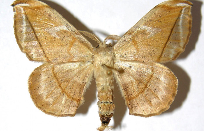 Figura 12. Adulto (hembra), dorsal, <i>Menevia ostia</i> (Mimallonidae). Voucher: 01-SRNP-24319-DHJ329884.jpg