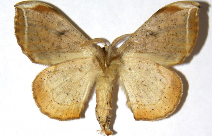 Figura 13. Adulto (hembra), ventral, <i>Menevia ostia</i> (Mimallonidae.). Voucher: 01-SRNP-24319-DHJ329885.jpg.