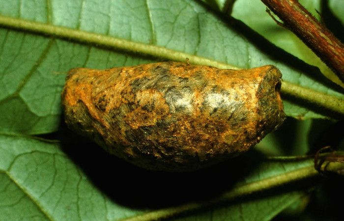 Figura 6. Detalle de refugio <i>Menevia ostia</i> (Mimallonidae). Vuocher: 01-SRNP-5481-DHJ58353).          