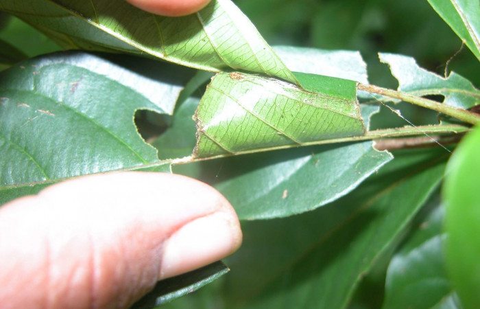 Figura 4. Detalle del refugio <i>Menevia ostia</i> (Mimallonidae). Vuocher:03-SRNP-20585-DHJ91263).