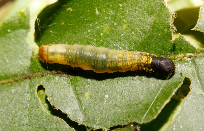 Figura 3. Detalle dorsal en tercer estadío , <i>Menevia ostia</i> (Mimallonidae). Vuocher:15-SRNP-26301-DHJ730150).     