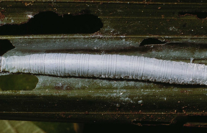 Fig. 1. Larva de <i>Synale cynaxa</i> (Hesperiidae), comiendo <i>Chamaedorea tepejilote</i> (Arecaceae). Voucher: 02-SRNP-3659-DHJ80661.