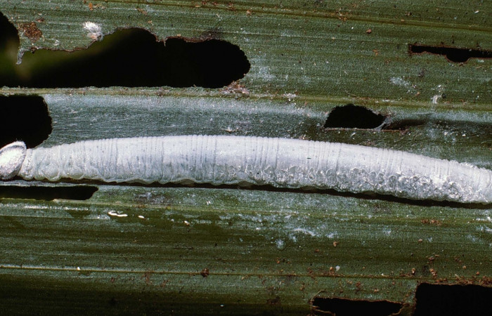 Fig. 11. Larva de <i>Synale cynaxa</i> (Hesperiidae), comiendo. <i>Chamaedorea tepejilote</i> (Arecaceae) Voucher: 02-SRNP-3659-DHJ80662.