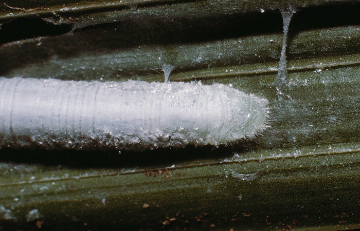 Fig. 16. Detalle larva posterior dorsal de <i>Synale cynaxa</i> (Hesperiidae), comiendo <i>Chamaedorea tepejilote</i> (Arecaceae). Voucher: 02-SRNP-3659-DHJ80666.