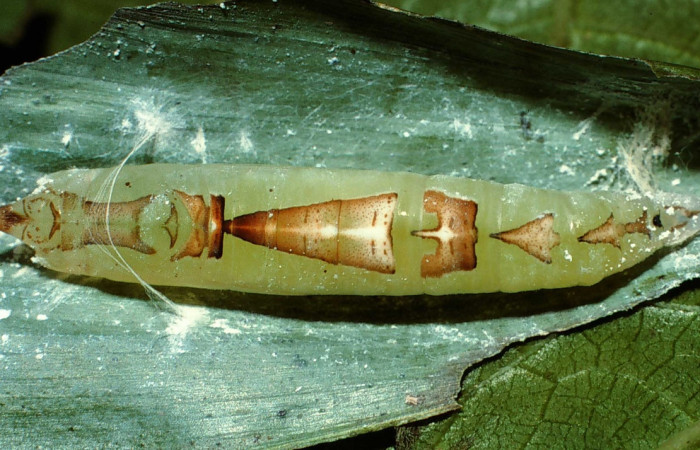 Fig. 9. Pupa  <i>Vertica subrufescens</i> (Hesperiidae), vista dorsal. Voucher: 02-SRNP-6670-DHJ65967.