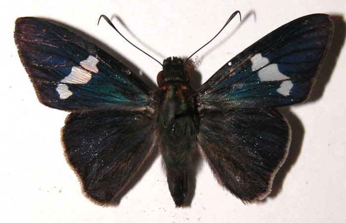 Fig. 22. Macho de <i>Synale cynaxa</i> (Hesperiidae), vista dorsal. Voucher: 03-SRNP-1905-DHJ302728.