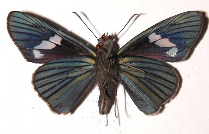 Fig. 25. Hembra de <i>Synale cynaxa</i> (Hesperiidae), vista dorsal. Voucher: 03-SRNP-1974-DHJ39134.