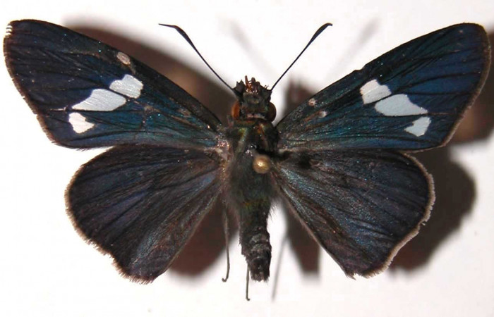 Fig. 24. Hembra de <i>Synale cynaxa</i> (Hesperiidae), vista dorsal. Voucher: 03-SRNP-1974-DHJ39135.