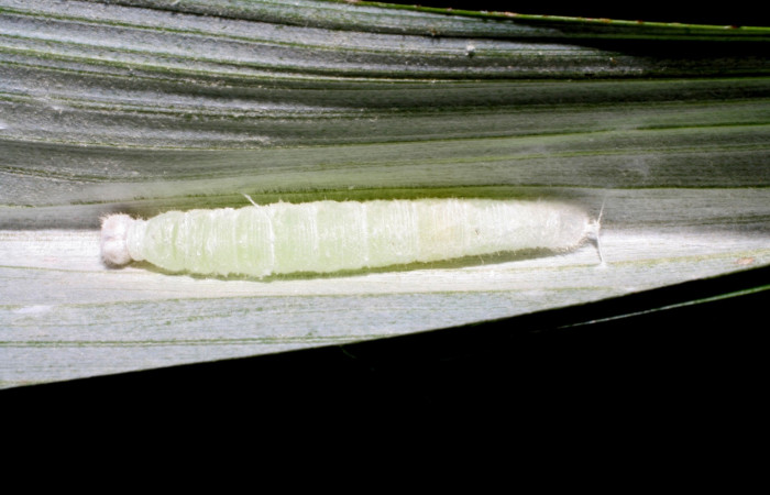 Fig. 18. Vista dorsal de prepupa <i>Synale cynaxa</i> (Hesperiidae), sujeta por hilos de seda por la parte posterior y dorso central. Voucher: 05-SRNP-34719-DHJ420465.