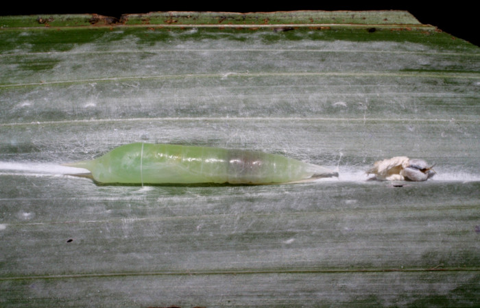 Fig. 20. Pupa de <i>Synale cynaxa</i> (Hesperiidae), vista lateral. Voucher: 05-SRNP-4216-DHJ402693.