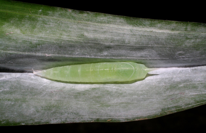 Fig. 19. Pupa de <i>Synale cynaxa</i> (Hesperiidae), vista dorsal. Voucher: 05-SRNP-4268-DHJ402740.