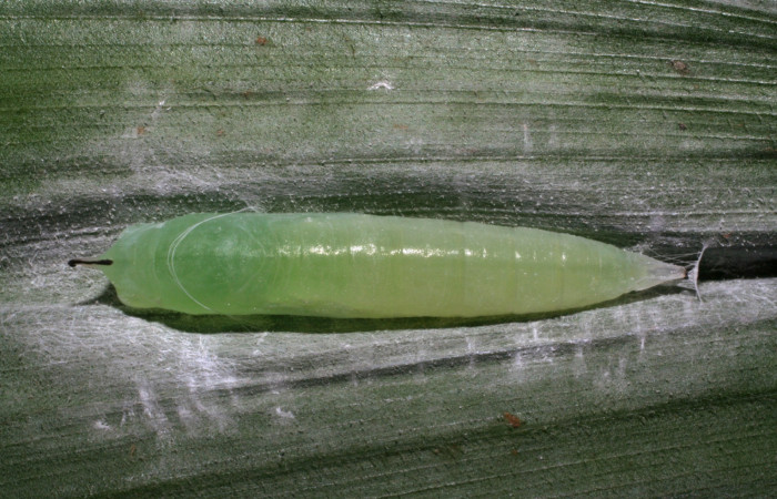 Fig. 3. Pupa de <i>Cobalus fidicula</i> (Hesperiidae), vista dorsal .Voucher: 06-SRNP-40104-DHJ410050.