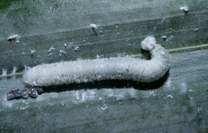 Fig. 4. Larva de <i>Carystus phorcus</i> (Hesperiidae), comiendo <i>Desmoncus schippii</i> ( Arecaceae).  Voucher: 09-SRNP-30014-DHJ452022.
