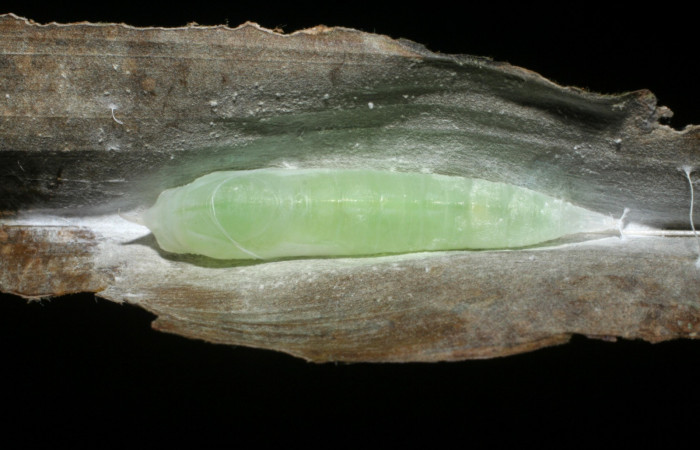 Fig. 5. Pupa de <i>Carystus phorcus</i> (Hesperiidae), vista dorsal . Voucher: 09-SRNP-30014-DHJ452032.