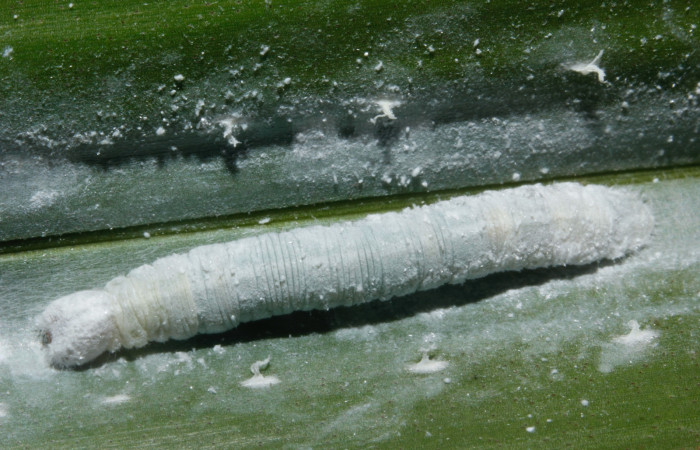 Fig. 8. Larva de <i>Vertica subrufescens</i> (Hesperiidae), comiendo <i>Cocos nucifera</i> (Introducido). Voucher: 16-SRNP-27926-DHJ730923.