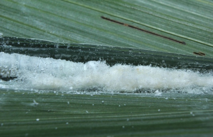 Fig. 14. Larva cubierta de ceda blanca <i>Synale cynaxa</i>(Hesperiidae), comiendo <i>Chamaedorea tepejilote</i> (Arecaceae). Voucher: 16-SRNP-70716-DHJ732867.
