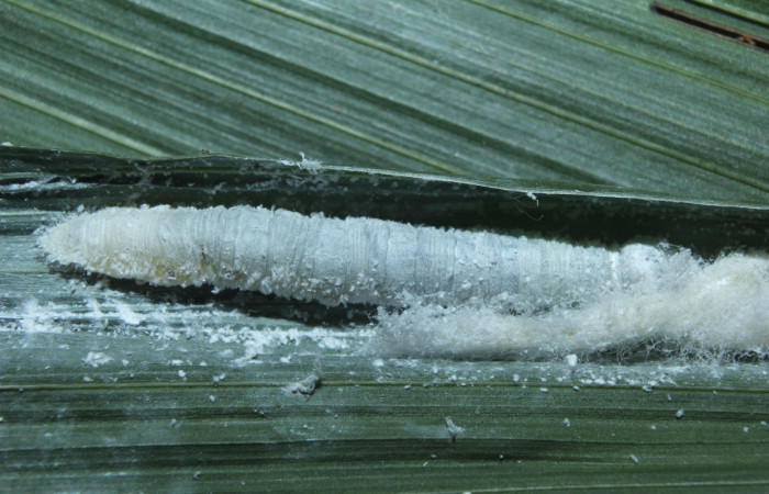 Fig. 15. Larva cubierta de ceda blanca <i>Synale cynaxa</i> (Hesperiidae), comiendo <i>Chamaedorea tepejilote</i> (Arecaceae). Voucher: 16-SRNP-70716-DHJ732868.