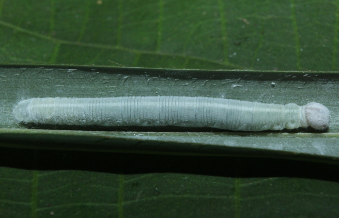Fig. 6. Larva de <i>Argon lota</i> (Hesperiidae), planta hospedera <i>Cocus nucifera</i> (Arecaceae).  Voucher: 16-SRNP-70949-DHJ733039.