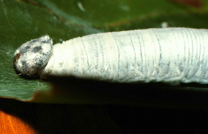 Fig. 12. Vista lateral cabeza  de  <i>Synale cynaxa</i> (Hesperiidae), comiendo <i>Chamaedorea tepejilote</i> (Arecaceae). Voucher: 99-SRNP-13737-DHJ52216.