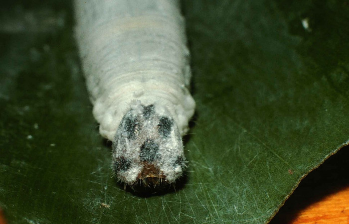 Fig. 13. Vista frontal cabeza  de  <i>Synale cynaxa</i> (Hesperiidae), comiendo <i>Chamaedorea tepejilote</i> (Arecaceae). Voucher: 99-SRNP-13737-DHJ52216.