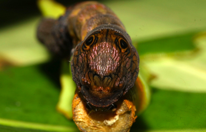 Fig.10.Mostrando unos ojos falsos en la parte de atrás de <i>Nystalea montana</i>. Voucher: 13-SRNP-31574-DHJ701986.jpg. 64mm de longitud. 