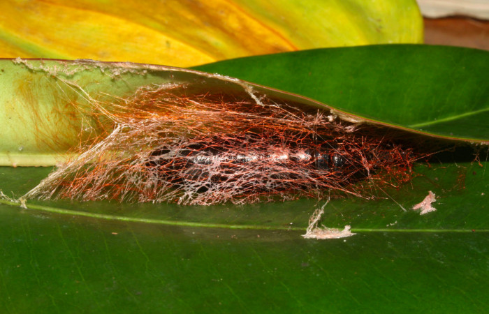 Fig.12. Capullo de <i>Nystalea montana</i>. Voucher: 13-SRNP-31574-DHJ720157.jpg. 37mm de longitud. 