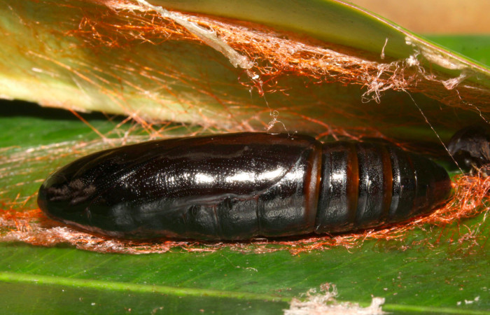 Fig.13. Pupa de <i>Nystalea montana</i>. Voucher: 13-SRNP-31574-DHJ720160.jpg. 37mm de longitud. 