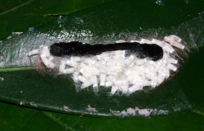 Fig.14. Capullos de parásitos en una prepupa de <i>Nystalea montana</i>. Voucher: 14-SRNP-30795-DHJ720956.jpg