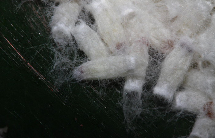 Fig.15. Capullos de parásitos en una prepupa de <i>Nystalea montana</i>. Voucher: 15.14-SRNP-30795-DHJ720958.jpg