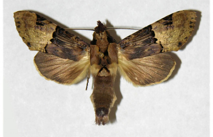 Fig 2. Macho de <i>Nystalea montana</i>. Vista dorsal. Voucher: 99-SRNP-15300.01-DHJ322144.jpg 51mm de longitud.