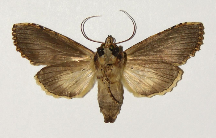 Fig 3. Hembra de <i>Nystalea montana</i>. Vista ventral. Voucher: 97-SRNP-6495-DHJ302251.jpg 61mm de longitud. 