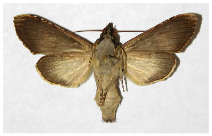 Fig 4. Macho de <i>Nystalea montana</i>. Vista ventral. Voucher: 99-SRNP-15300.01-DHJ322145.jpg 51mm de longitud.