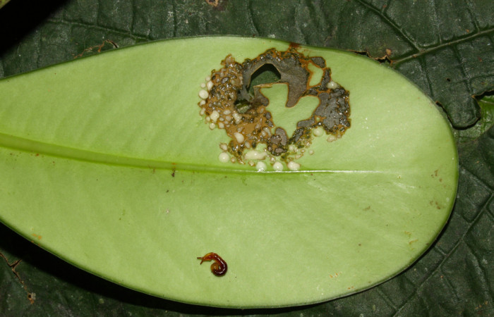 Fig.5. Comido del primer estadío de una larvita de <i>Nystalea montana</i>. Voucher: 13-SRNP-31574-DHJ701855.jpg. 9mm de longitud.