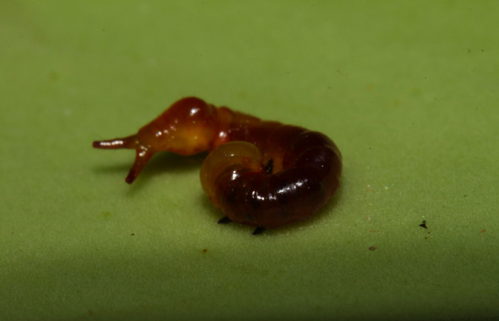 Fig.6. Larva de  <i>Nystalea montana</i> en primer estadío. Voucher: 13-SRNP-31574-DHJ701858.jpg. 9mm de longitud. 