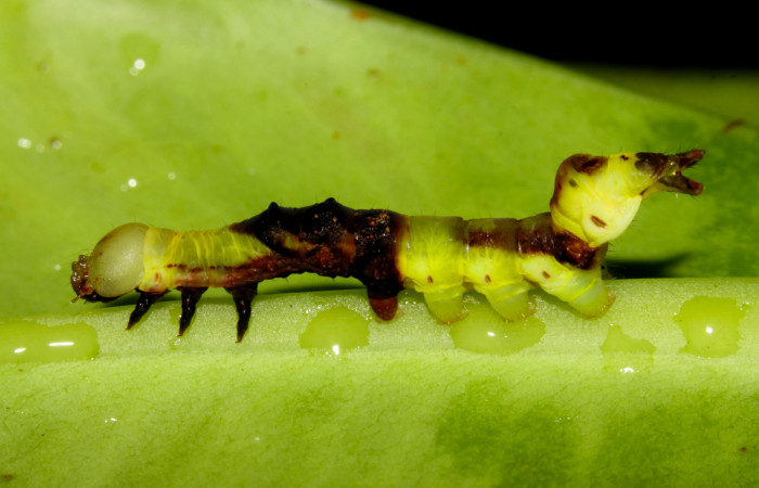 Fig.7. Larva de <i>Nystalea montana</i> en tercer estadío. Voucher: 13-SRNP-31574-DHJ701917.jpg. 27mm de longitud. 